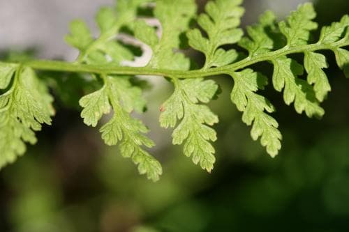 alpstenbräken Cystopteris alpina