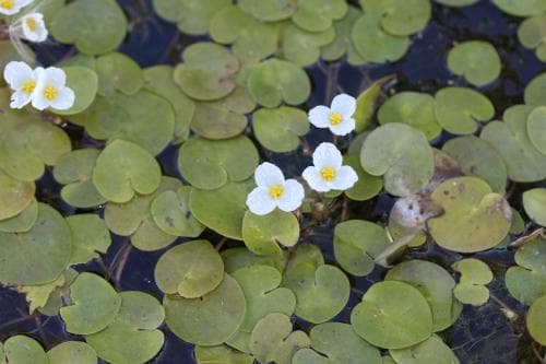 dyblad Hydrocharis morsus-ranae