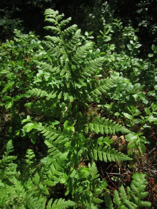 skogsbräken Dryopteris carthusiana