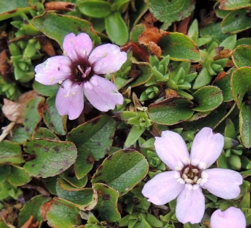 fjällglim Silene acaulis