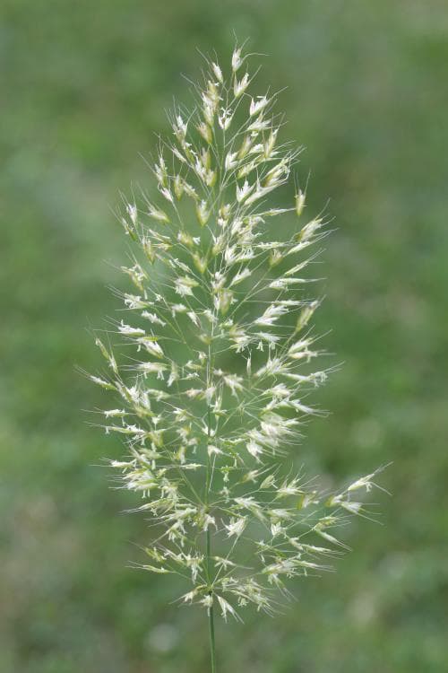 gullhavre Trisetum flavescens