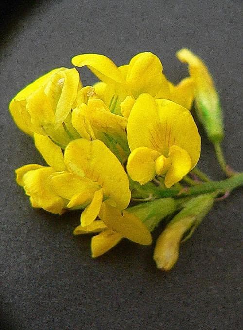 gullusern Medicago sativa subsp. falcata