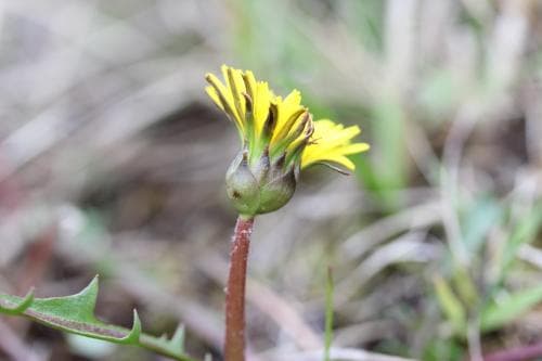 östersjömaskros Taraxacum balticum