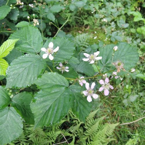 sötbjörnbär Rubus plicatus