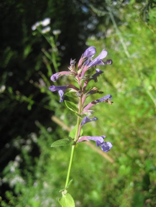 blånepeta Nepeta grandiflora