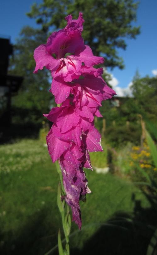 småblommig sabellilja Gladiolus communis