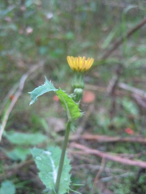 vanlig svinmolke Sonchus asper subsp. asper