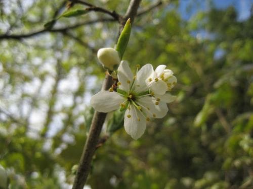 krikon Prunus domestica subsp. insititia