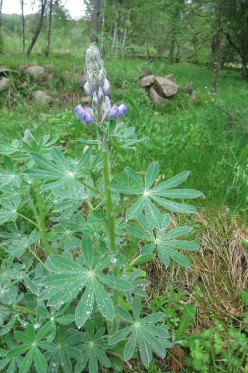 sandlupin Lupinus nootkatensis