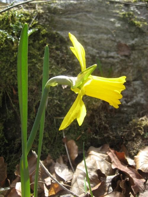 cyklamennarciss Narcissus cyclamineus