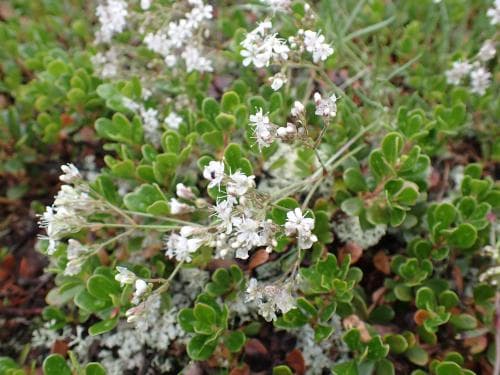 såpört Gypsophila fastigiata