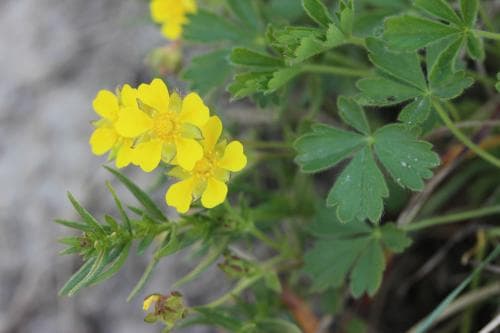 grå småfingerört Potentilla subarenaria