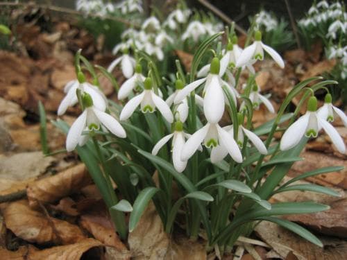 snödroppe Galanthus nivalis