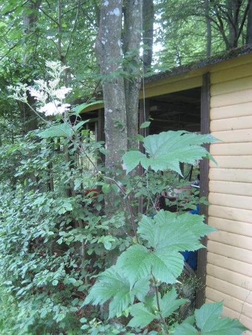 jätteälggräs Filipendula camtschatica