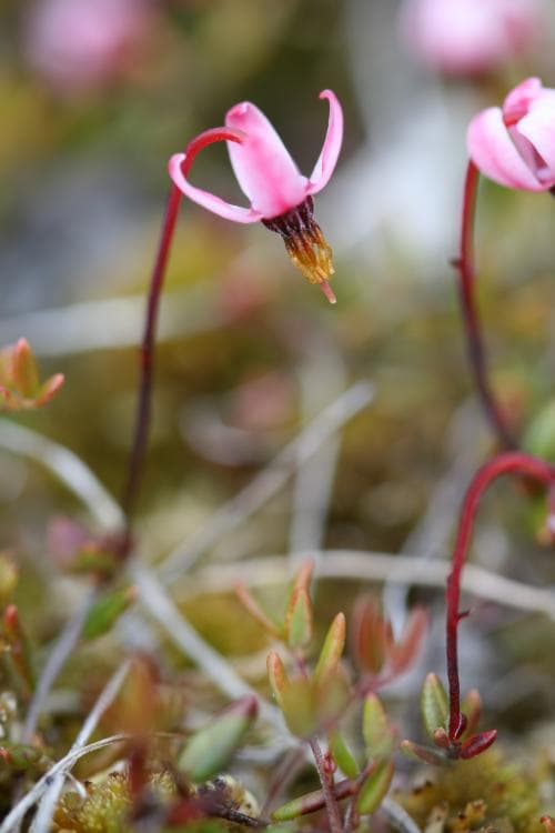 dvärgtranbär Vaccinium microcarpum