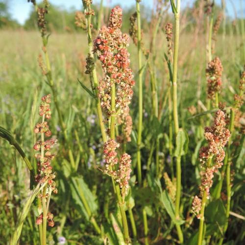 vanlig ängssyra Rumex acetosa var. acetosa
