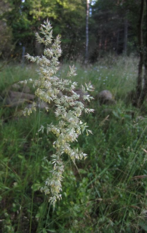 luddtåtel Holcus lanatus