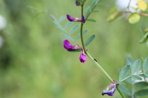 liten sommarvicker Vicia sativa subsp. nigra