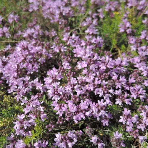 vanlig backtimjan Thymus serpyllum subsp. serpyllum