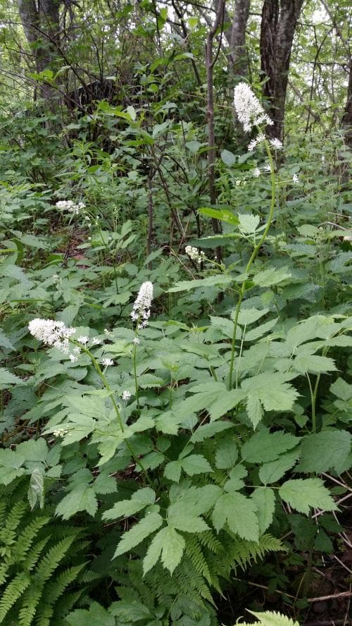 svart trolldruva Actaea spicata