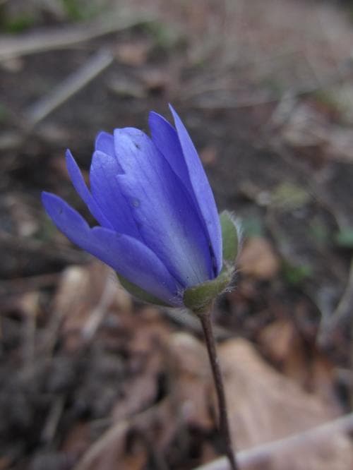 ungersk blåsippa Hepatica transsilvanica
