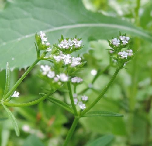 sommarklynne Valerianella dentata