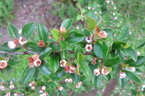spärroxbär Cotoneaster divaricatus