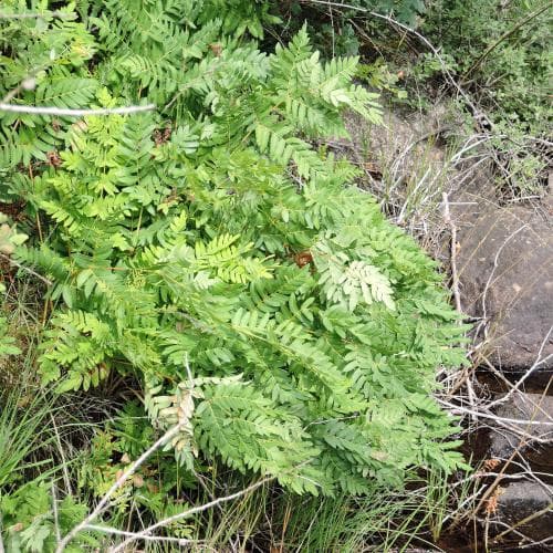 safsa Osmunda regalis