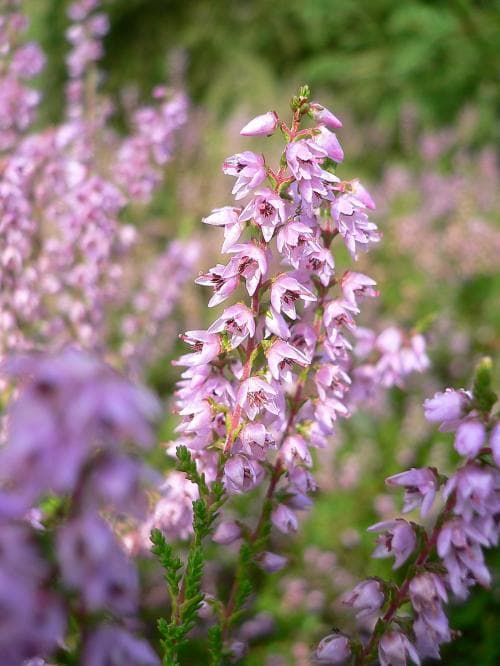 ljung Calluna vulgaris