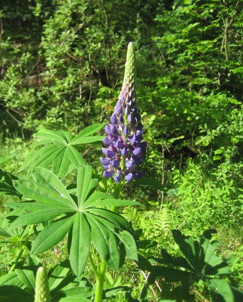 blomsterlupin Lupinus polyphyllus