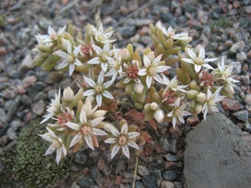 blek fetknopp Sedum hispanicum