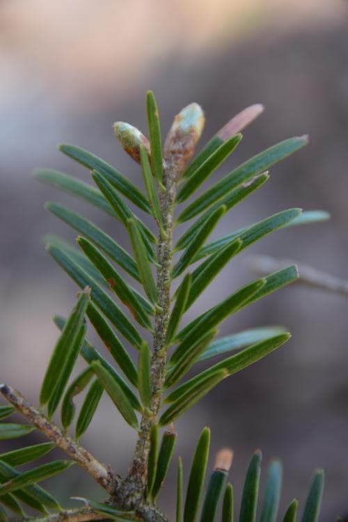 silvergran Abies alba