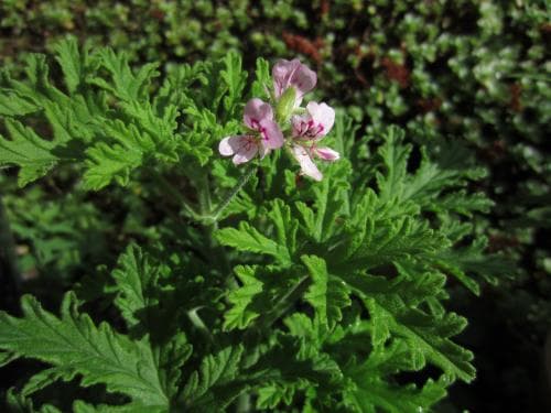 rosengeranium Pelargonium graveolens