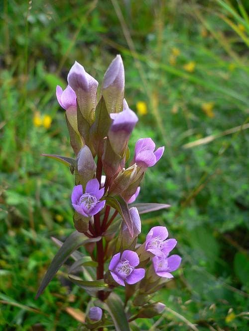 fältgentiana Gentianella campestris subsp. campestris