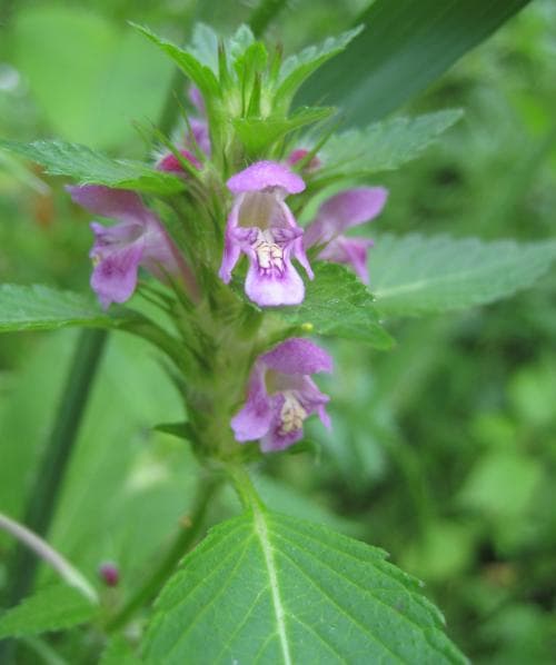 pipdån Galeopsis tetrahit
