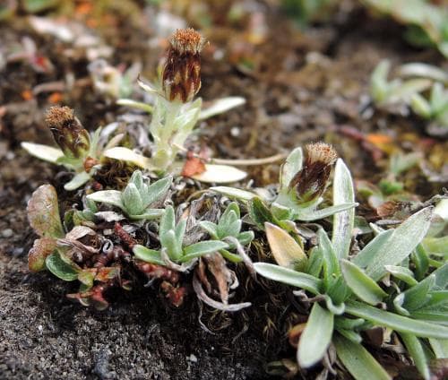 fjällnoppa Gnaphalium supinum