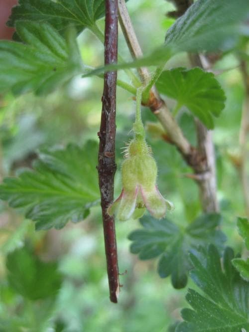krusbär Ribes uva-crispa