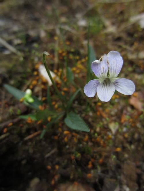 dvärgviol Viola pumila