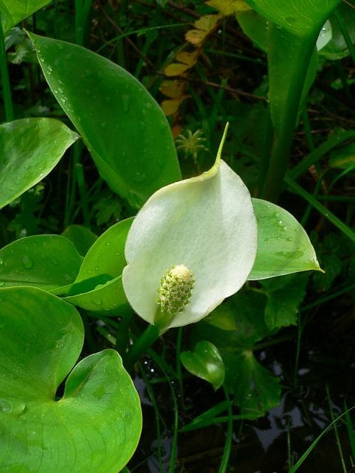 missne Calla palustris