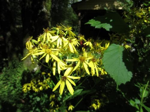 parkstånds Senecio sarracenicus