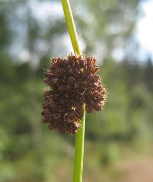 knapptåg Juncus conglomeratus