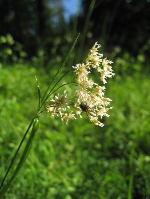 vitfryle Luzula luzuloides