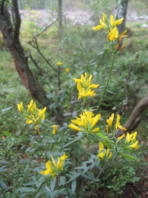 stor färgginst Genista tinctoria subsp. elatior