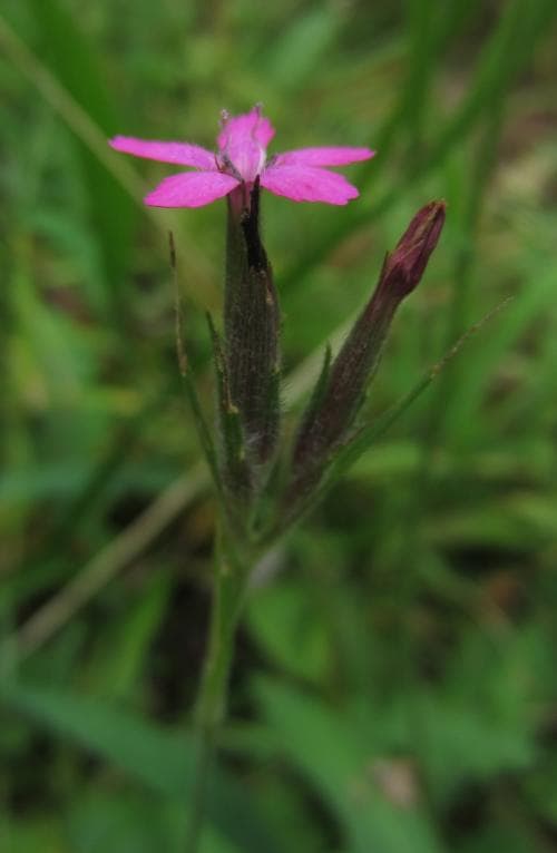 knippnejlika Dianthus armeria