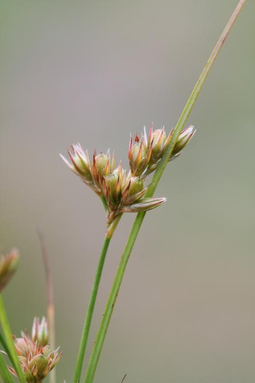 syltåg Juncus tenuis