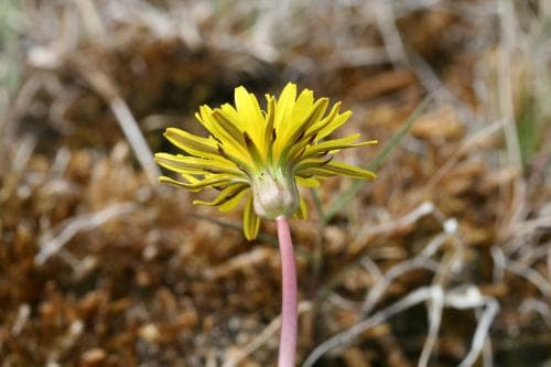 strandmaskros Taraxacum suecicum