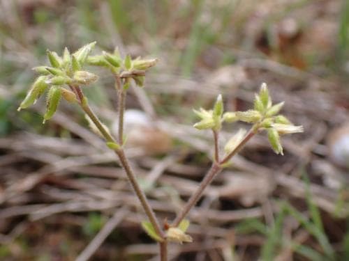 knipparv Cerastium glomeratum