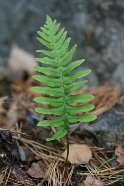 stensöta Polypodium vulgare
