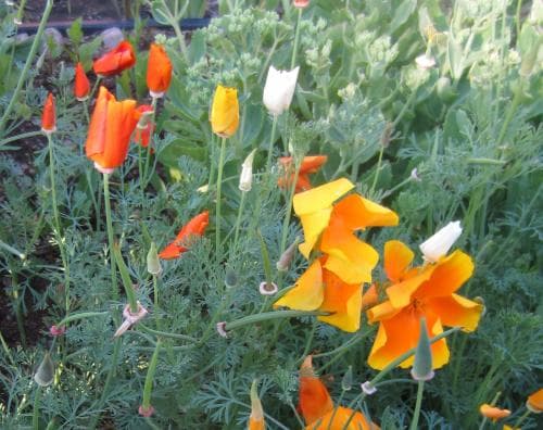 sömntuta Eschscholzia californica