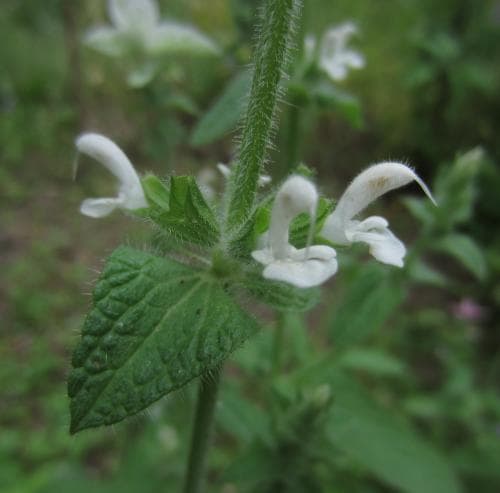 broksalvia Salvia viridis